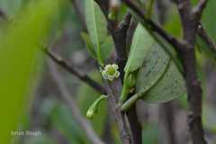 Erythroxylum obtusifolium